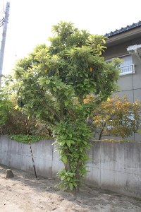 A loquat tree in Iwaki City, Fukushima Prefecture (Photographed in 2013) Notice the leaves are covering up the trunk.