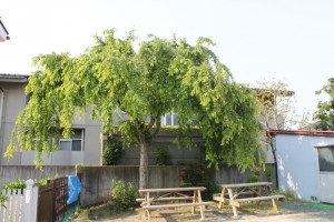A weeping cherry tree in Iwaki City, Fukushima Prefecture (Photographed in 2013) The leaves are spreading horizontally.
