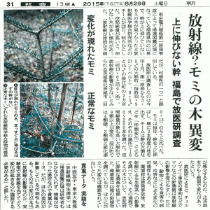 放射線？モミの木異変　ー上に伸びない幹　福島で放医研調査ー